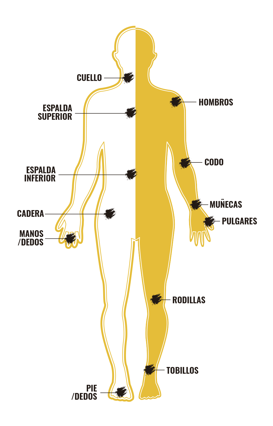 cuerpo humano png 2