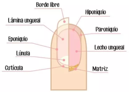 Imagen 1. Estructuras ungueales Imagen 1. Estructuras ungueales