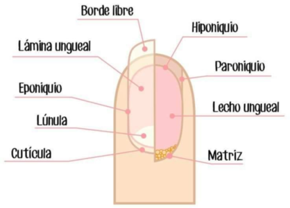 Imagen 1. Estructuras ungueales